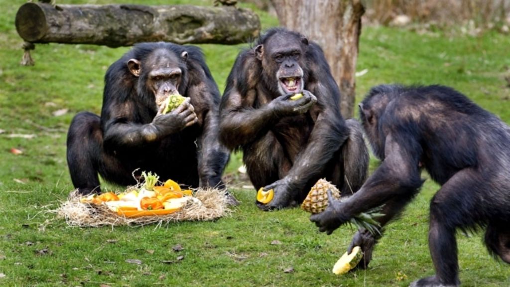 Biologie: Wie fair sind Schimpansen?