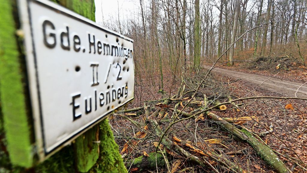 Gemeindewald in Hemmingen: Das Gesicht des Waldes wandelt sich