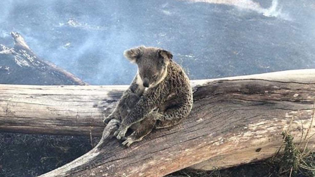 Australien: Koala-Mutter und ihr Baby vor Flammen gerettet