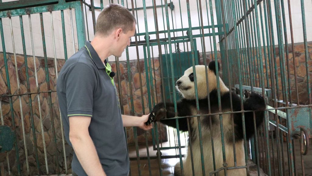 Berliner Zoo: Sorgen Panda-Pornos für Baby-Bären?