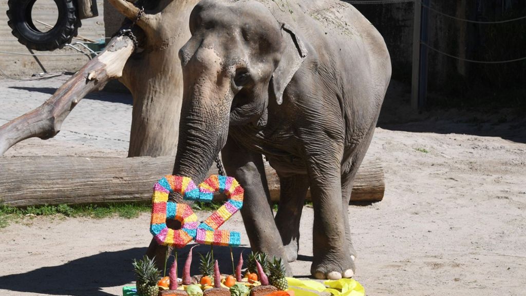 Karlsruher Zoo: Deutschlands ältester Elefant wird 62