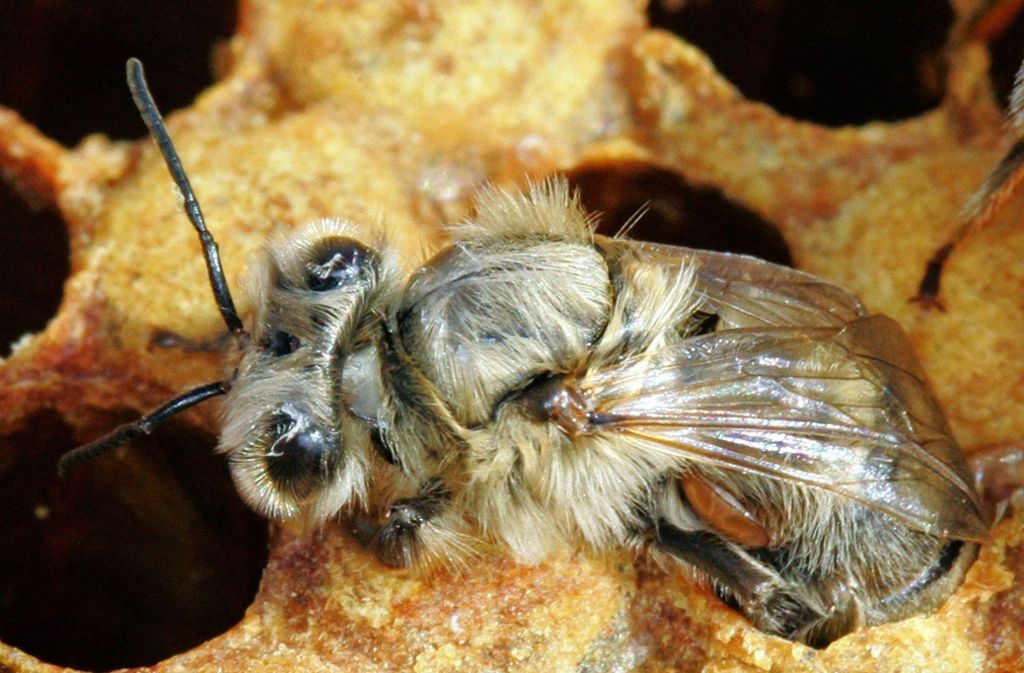 Von Milben befallene Bienen sind besonders anfällig für Krankheiten und Umwelteinflüsse.