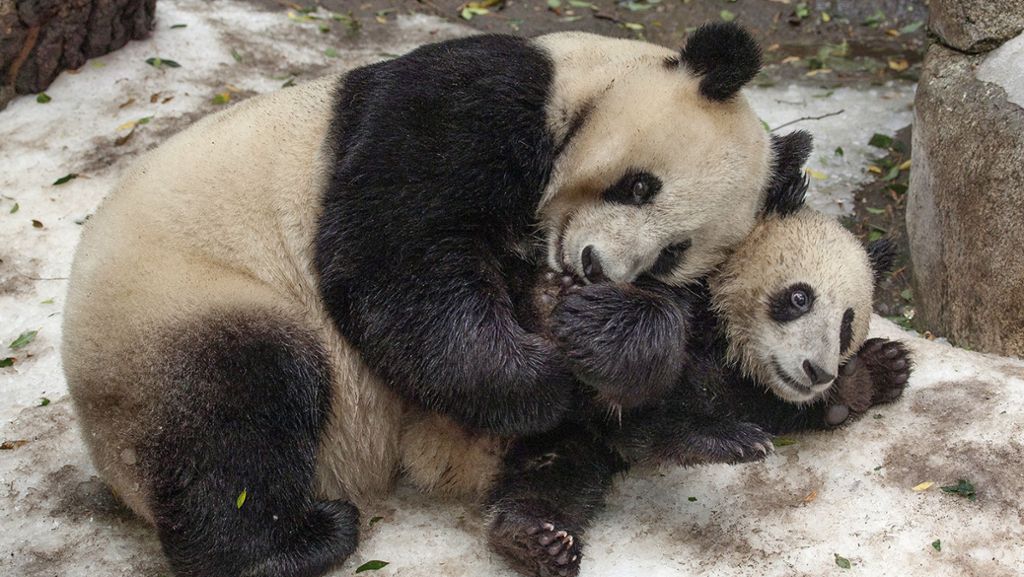 San Diego: Zoo verliert seine beliebten Panda-Bären