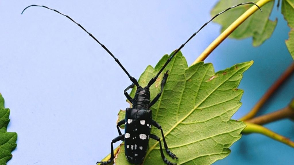 Eingeschleppter Schädling: Kleiner Käfer – große Gefahr