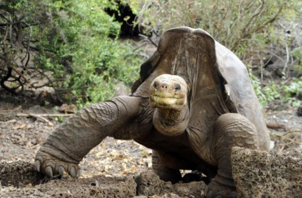 Als Lonesome George Ende Juni 2012 starb, war er über 100 Jahre alt und galt als Letzter seiner Art. Für viele Schildkröten-Fans weltweit ein harter Schlag. Doch im November gibt es einen Hoffnungsschimmer: Forscher haben auf den Galapagos-Inseln angeblich 17 Verwandte von George entdeckt.