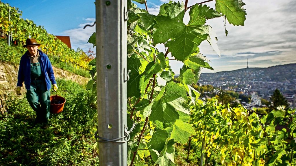 Timo Saier wird Leiter: Neustart beim Weingut  der Stadt Stuttgart