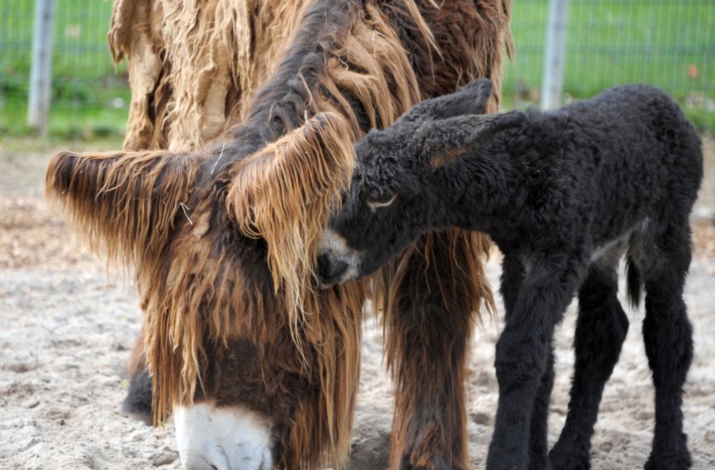 Die kleine „Galadrielle du Genet“ sucht Schutz bei ihrer Mutter. Der Poitou-Esel ist am Montag in der Wilhelma auf die Welt gekommen.