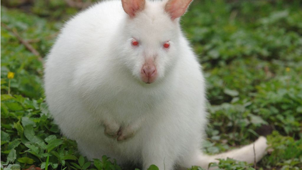 Zoo in Neunkirchen: Kängurubaby entpuppt sich als Albino