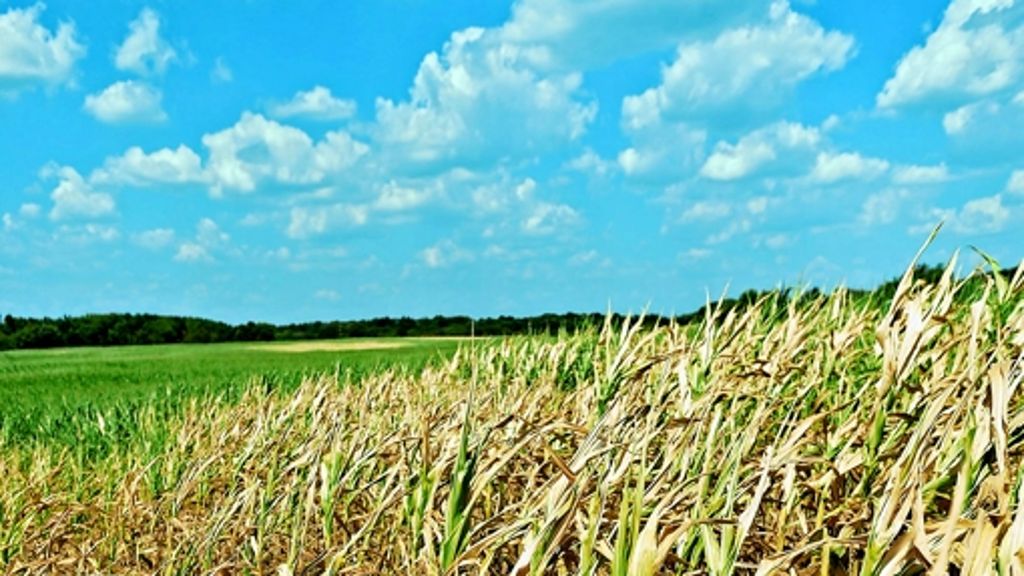 US-Landwirtschaft: Dürre könnte Milliarden kosten