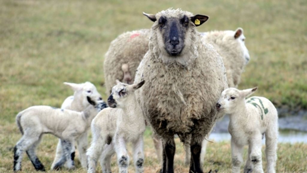 Bewährungsstrafe wegen Tierquälerei: Schafe haben gelitten