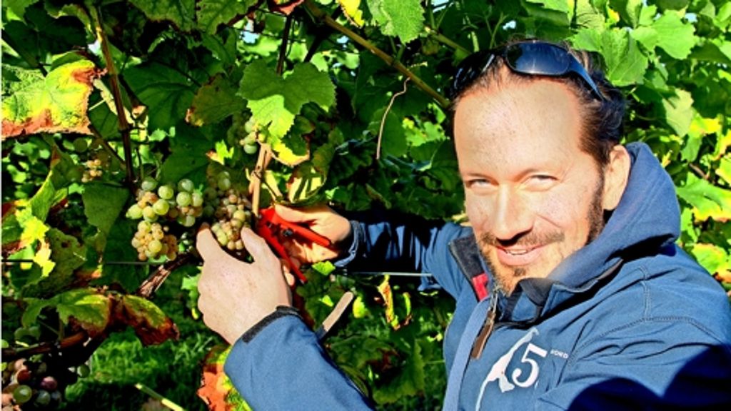 Weinproduktion in Deutschland: Das Klima gefällt den Trauben