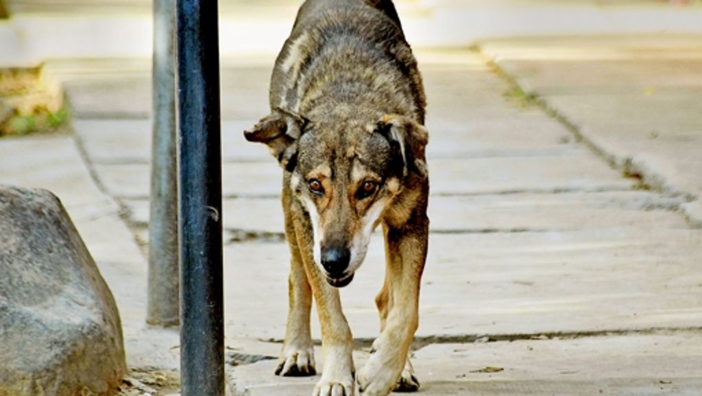 Tierschutz in Waiblingen: Vom Kampfhund bis zur Kobra