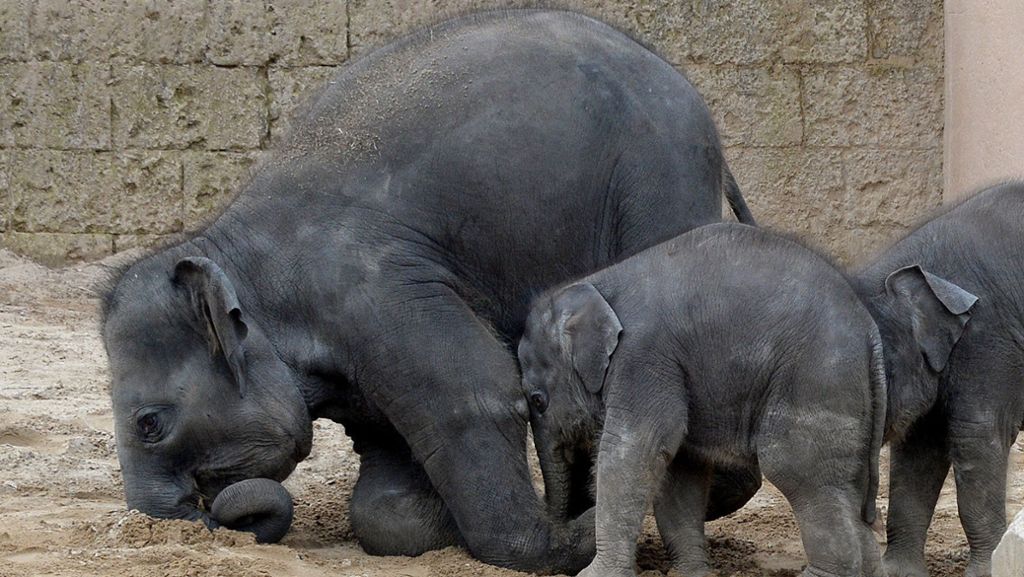 Zoo Hannover: Süße Elefanten-Kinder erobern das Gehege
