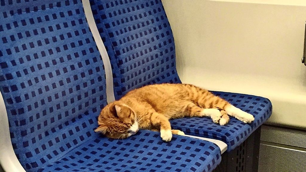 Tierischer Fahrgast in der S 1: Ausreißer-Katze wartet auf ihre Besitzer