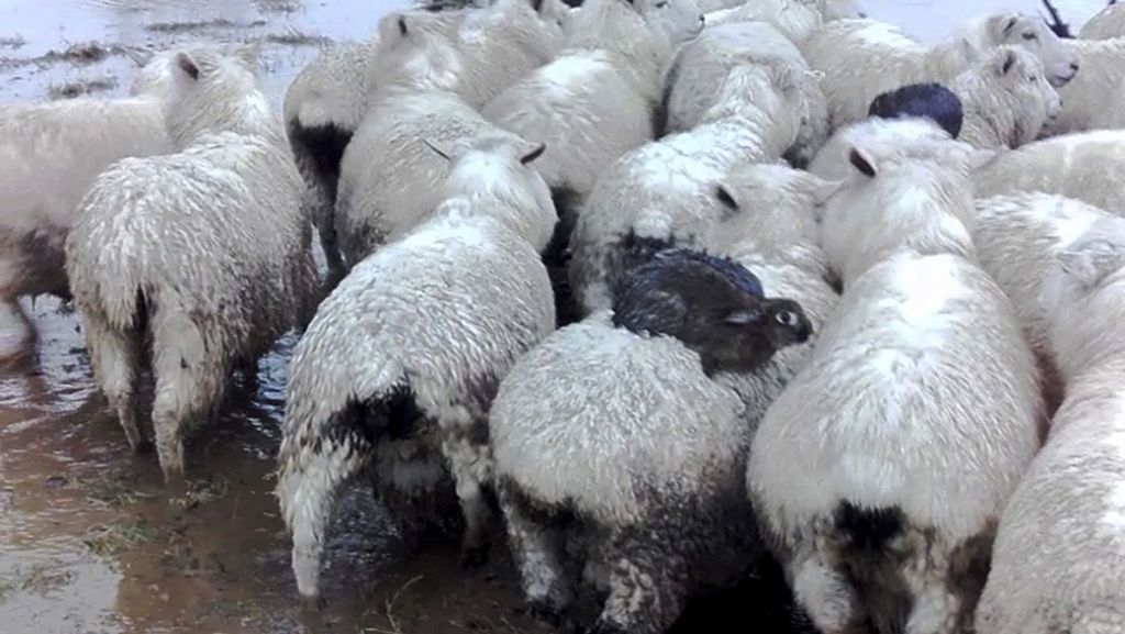 Neuseeland: Wildhasen retten sich auf Schaf-Rücken vor Überflutung