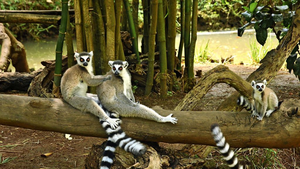 Urlaub auf Madagaskar: Chill mal!