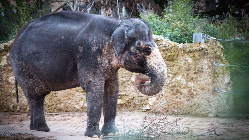 Neu Delhi: Sieben Elefanten sterben durch Stromschlag