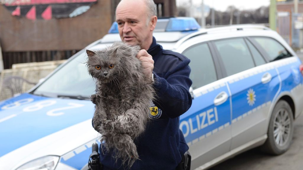Tier steckte in Altkleidersack: Stuttgart-Wangen: Katze vor dem sicheren Tod bewahrt
