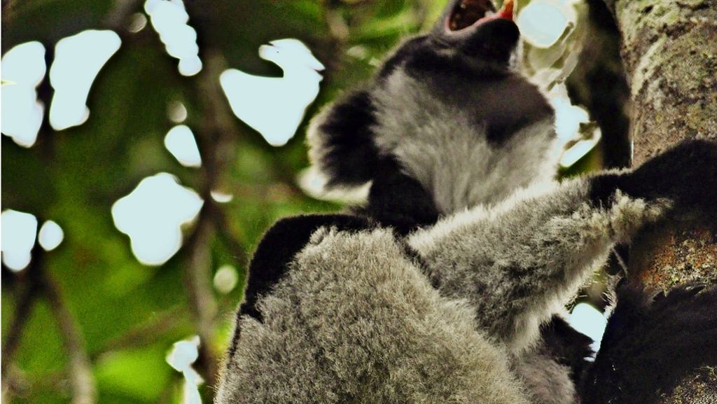Artenschutz: Noch erschallt der Ruf des Indri