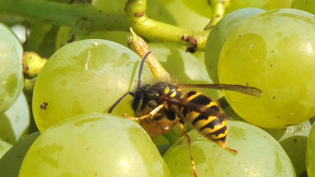 Insektenstiche: Wespen stechen am liebsten in Esslingen