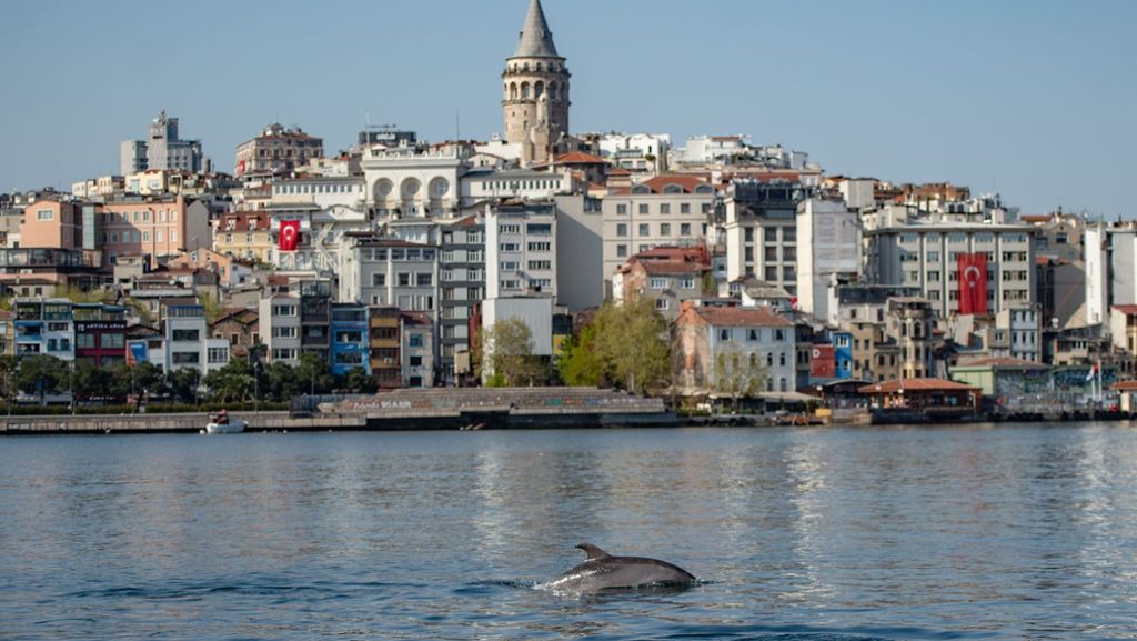 Coronavirus in Istanbul: Delfine tummeln sich im Bosporus