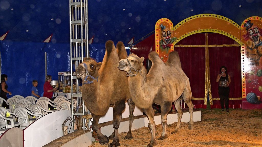 Zirkus Belli gastiert in Leonberg: Urlaub ist für Artisten und Dompteure ein Fremdwort