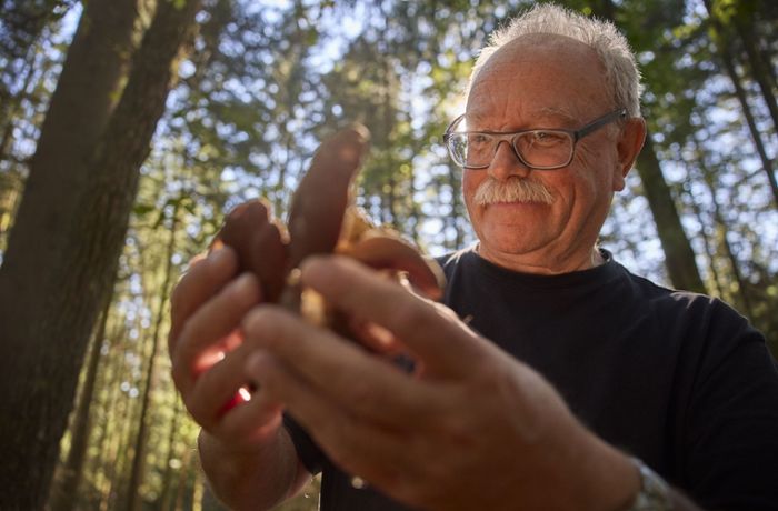 Pilzsuche im Schwäbischen Wald: Vorsicht vor giftigen Doppelgängern