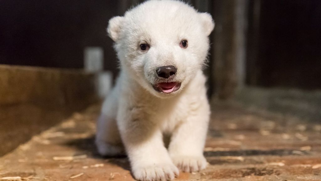 Berliner Zoo: Das Eisbärenbaby lässt es sich schmecken