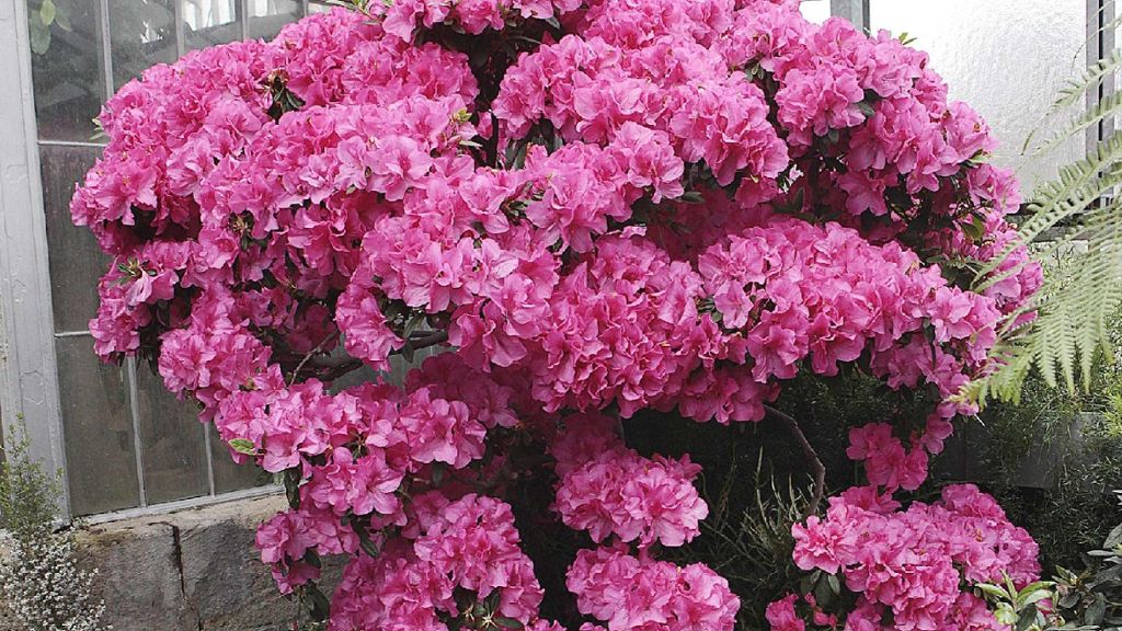 Wilhelma in Bad Cannstatt: Farbenfrohe Azaleenblüte