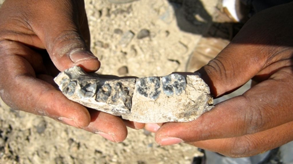 Anthropologie: Die ältesten Fossilien der Gattung Homo