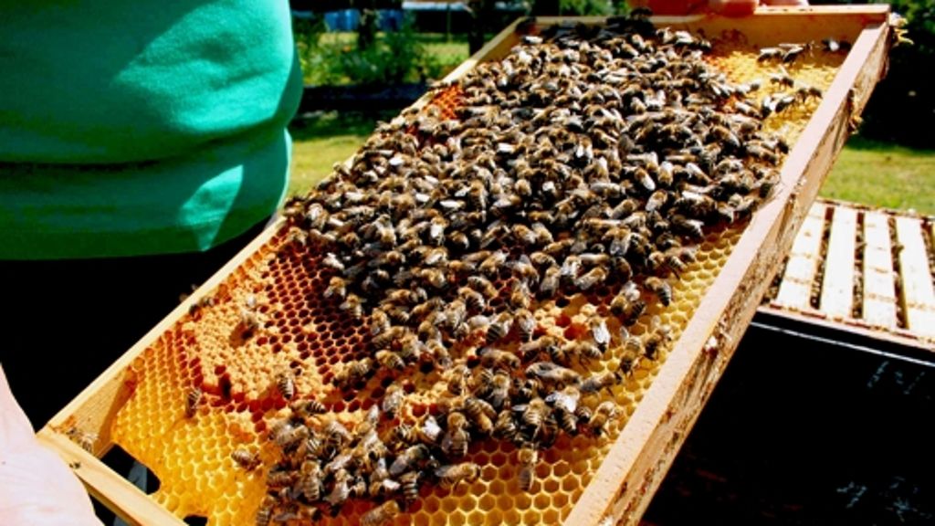 Imkerin aus Feuerbach: Den Bienen fehlt die Blütenpracht