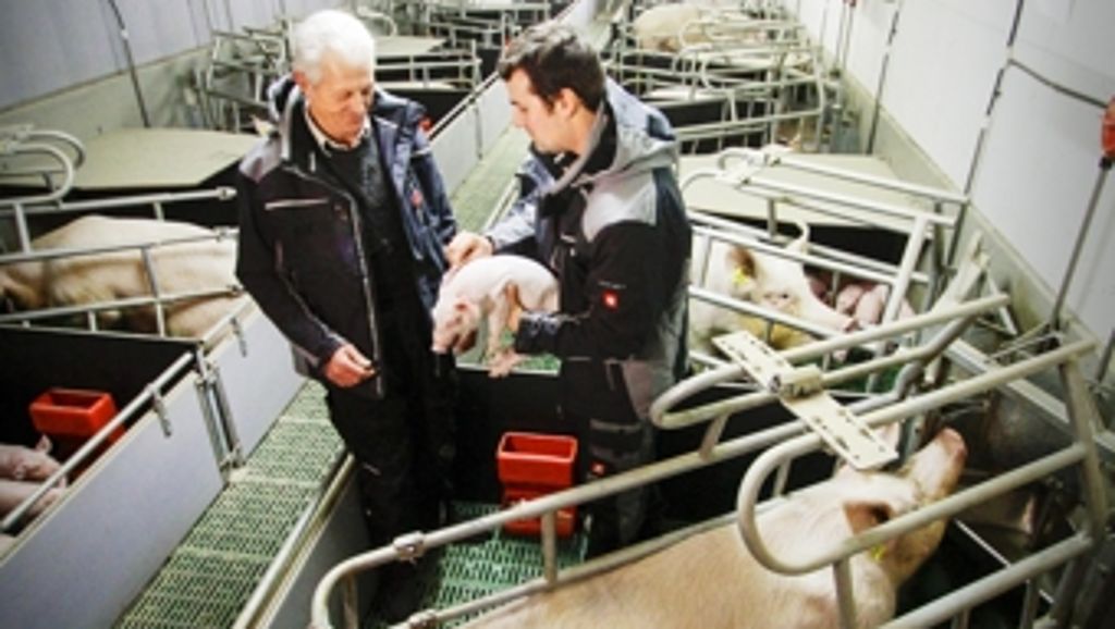 Schweinezucht: Saumäßig moderne Tierhaltung