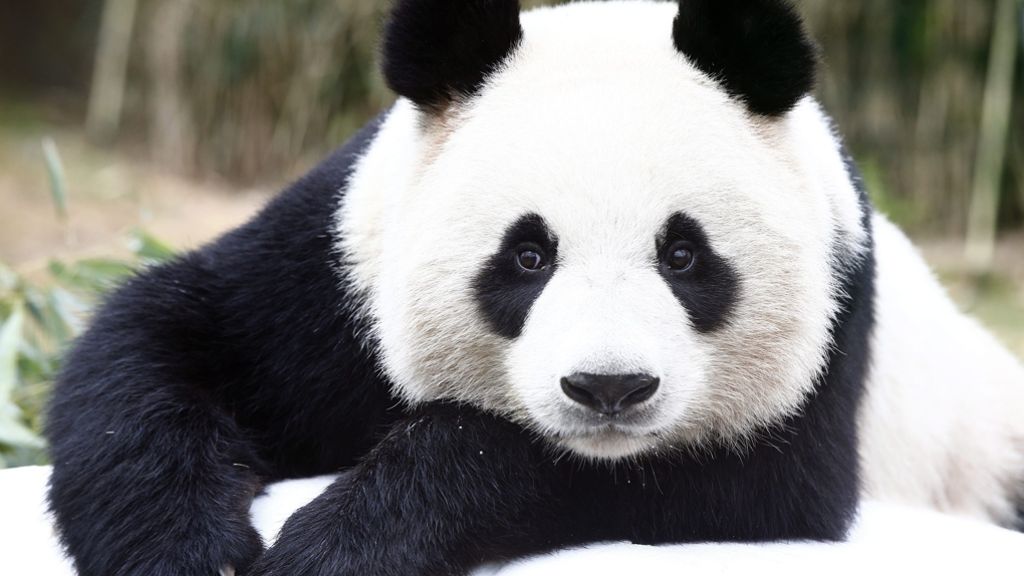 Geschenk aus China: Freizeitpark in Südkorea zeigt Panda-Pärchen