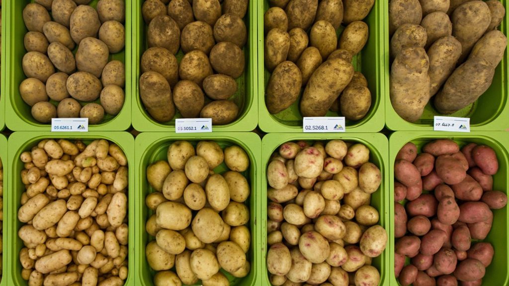 Nach Dürre-Sommer in Deutschland: Kartoffeln werden knapp und teurer