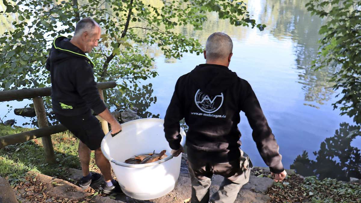 Natur in Stuttgart-Möhringen: Die Fische sind zurück im Riedsee
