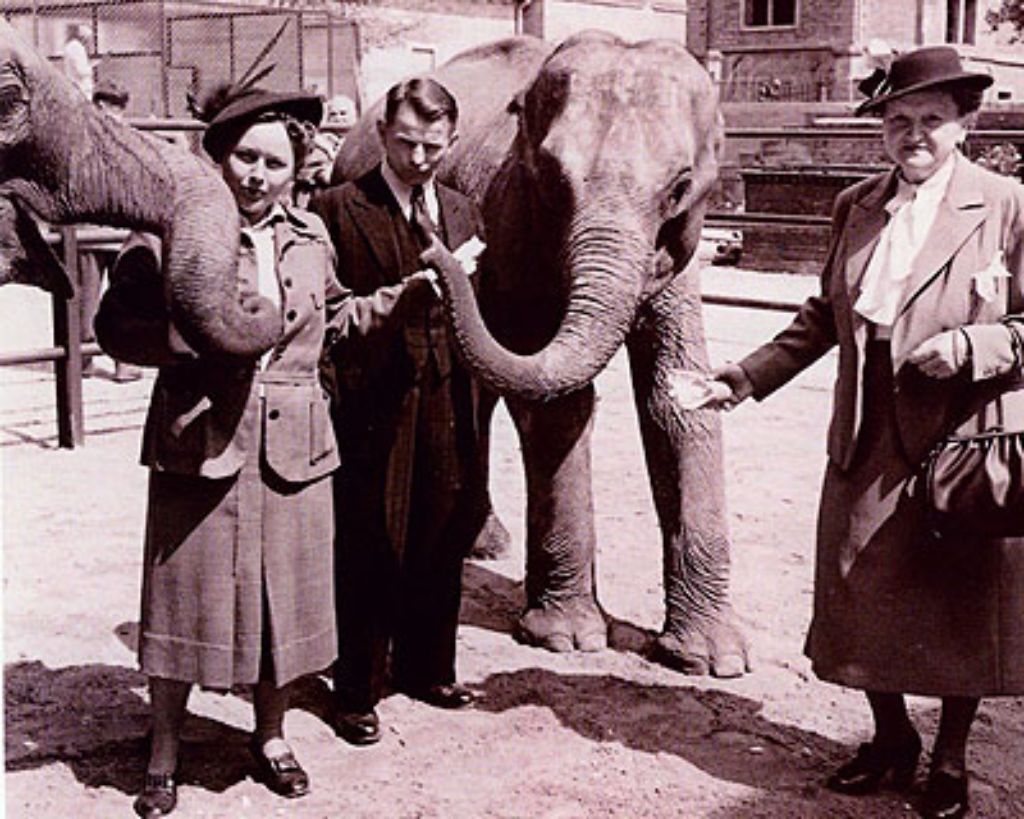 Im Alter von drei Jahren kam Vilja im Jahr 1952 an den Neckar. 12.000 Mark hat die Wilhelma damals in die Elefantenkuh investiert. Das Bild aus dem Jahr 1953 zeigt Viljas Taufe. Die Patenschaft übernahmen die Damen Bücheler, Verwandte des ehemaligen Direktors des früheren Tierparks Doggenburg (1907 bis ca. 1937) und der Tierpfleger Gfrörer.