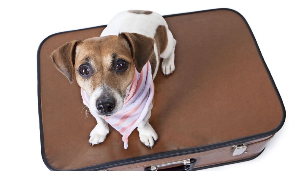 Versicherungstipps für Tierhalter: Wenn Bello nicht mit in den  Urlaub geht
