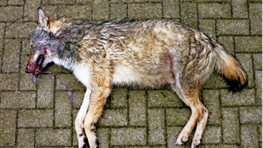 Kadaver von Wölfen  entdeckt: Spekulationen über die Rückkehr des Wolfs