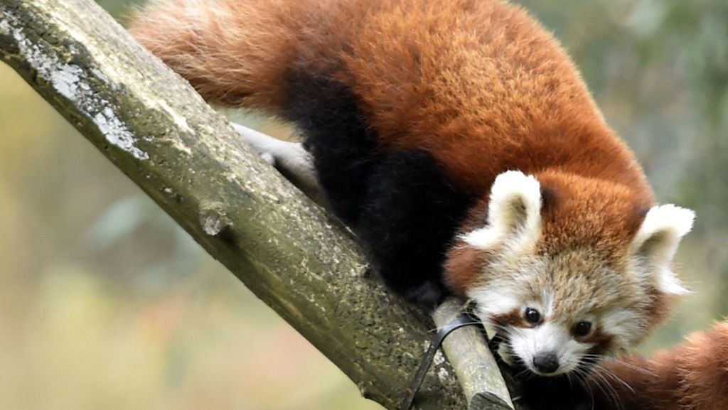 Zoo in Belfast: Seltener Roter Panda aus Gehege ausgebüxt