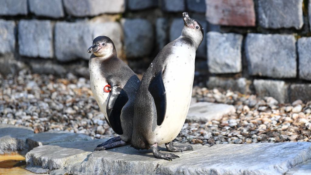 Getöteter Pinguin in Mannheim: Peta setzt Belohnung für Hinweise auf Täter aus