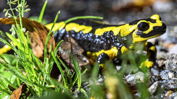 Salamander begeben sich in Lebensgefahr