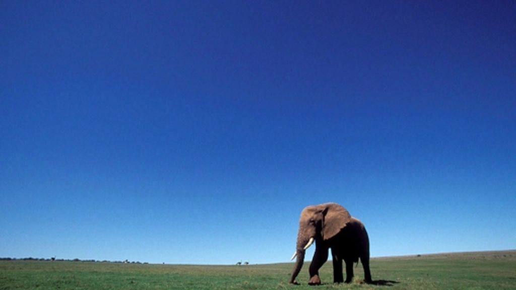 Elefanten: Elfenbein-Wilderei bedroht Tierbestand