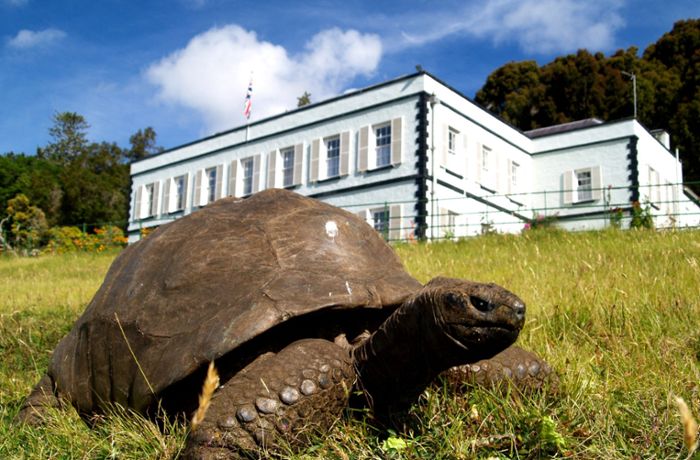 Jonathan wird 190 Jahre alt: Älteste Schildkröte der Welt feiert Geburtstag