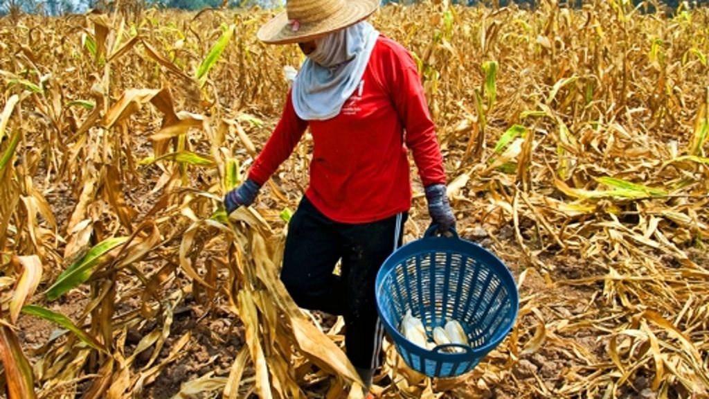 Maisanbau in Südostasien: Wenn plötzlich nichts mehr wächst