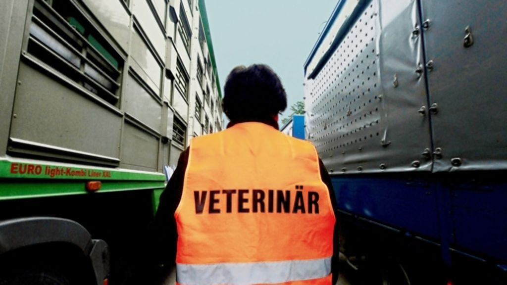 Bessere Kontrollen geplant: Tiertransporte im Fokus