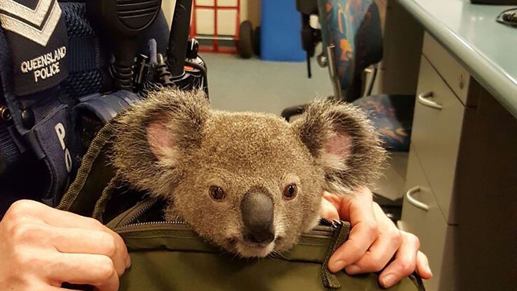Polizeikontrolle in Australien: Baby-Koala in Rucksack gefunden
