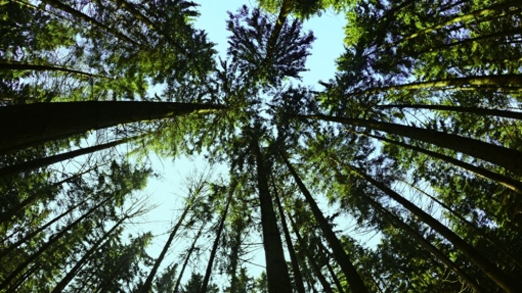 Klimawandel: Werden Bäume als Klimaretter überschätzt?