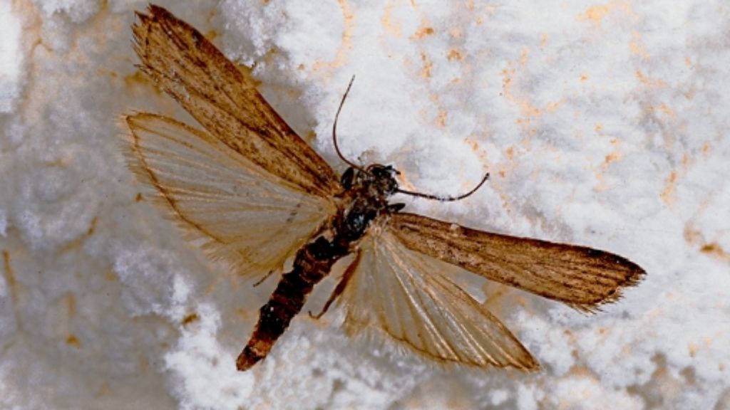 Altkreis Leonberg: Gesundheitsamt findet Insektenkot in der Backmischung