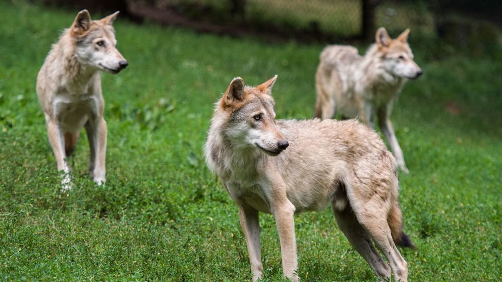 Anhörung im Landtag in Stuttgart: Hohe Hürden für Rückkehr des Wolfes