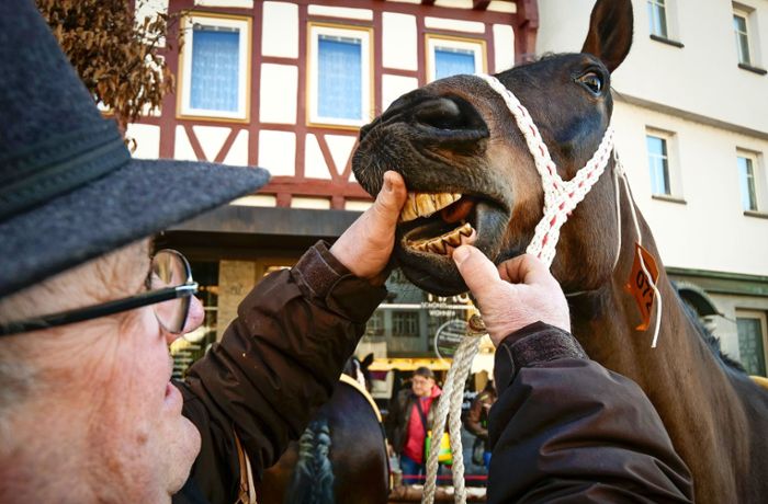 Pferdehandel beim Leonberger Pferdemarkt: Pferdeäpfel und die Zukunft von Flo